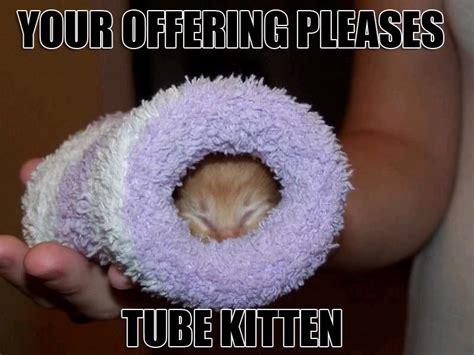 tu bekitty com|Tube Kitty .